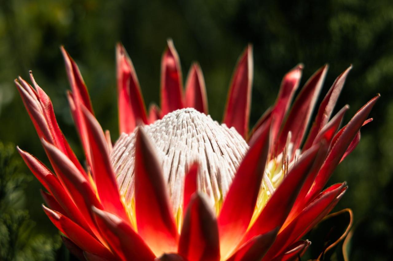 Willa Highlandsview Swellendam Zewnętrze zdjęcie