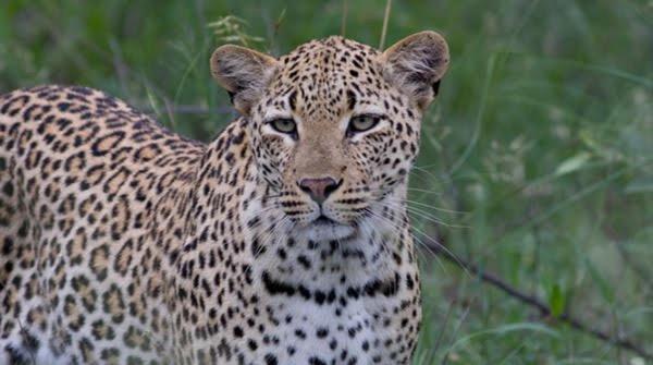 Willa Highlandsview Swellendam Zewnętrze zdjęcie